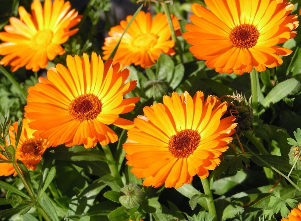 Calendula - un rimedio popolare per sbarazzarsi dei funghi sulle gambe